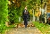Letter Carrier - 5