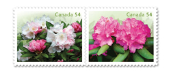 Fresh Rhododendrons bloom for your collection