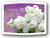 Lilacs