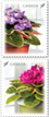 African Violets