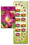 Daylilies