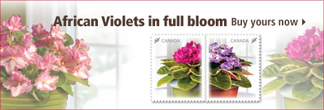 African Violets in full bloom - Buy yours now