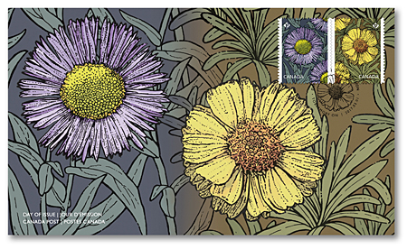 Daisies_OFDC