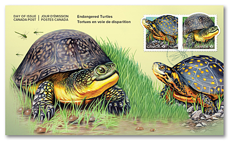 endangered-turtles_OFDC