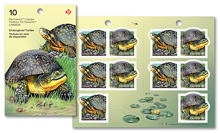 endangered-turtles_booklet-cover-combo