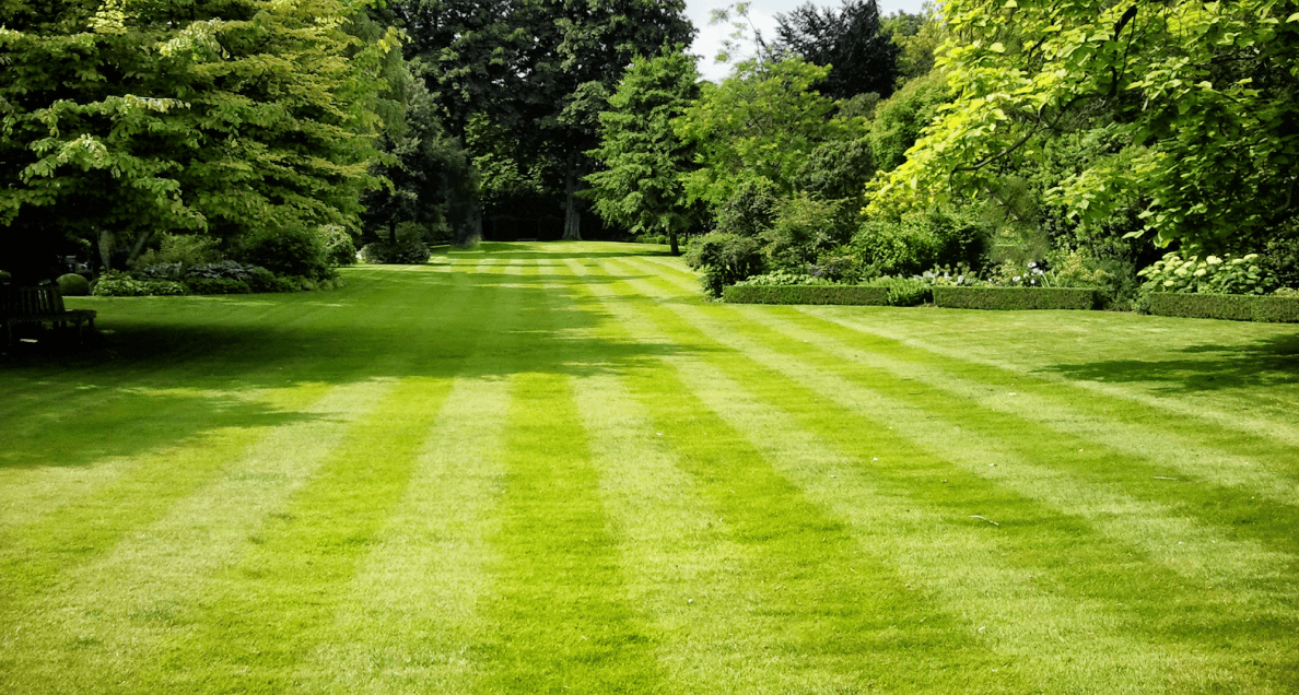 A large, lush, green manicured lawn. 