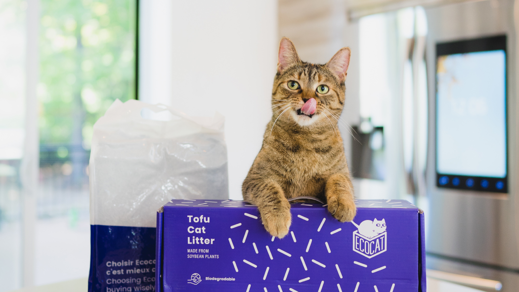 Chat se léchant le museau, les pattes de devant posées sur une boîte de litière à base de soja d’Ecocat