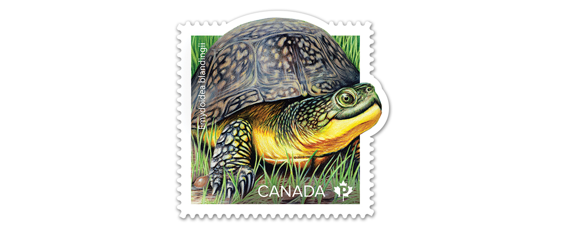 A collectible Canada Post stamp featuring an illustration of an endangered Blanding’s turtle. Part of an endangered turtle stamp collection.