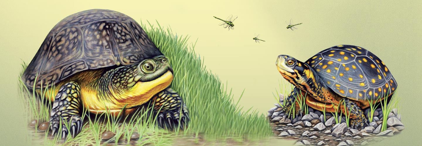 How many endangered species are there picture