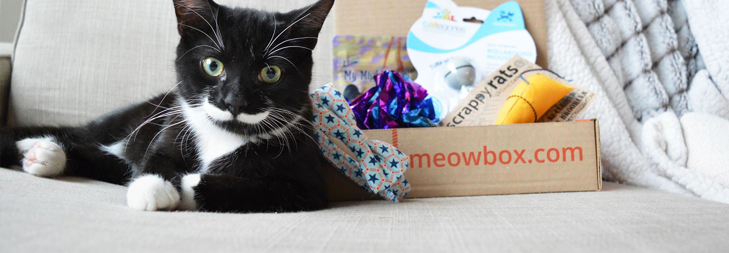 meowbox net worth - Ilustrasi 2
