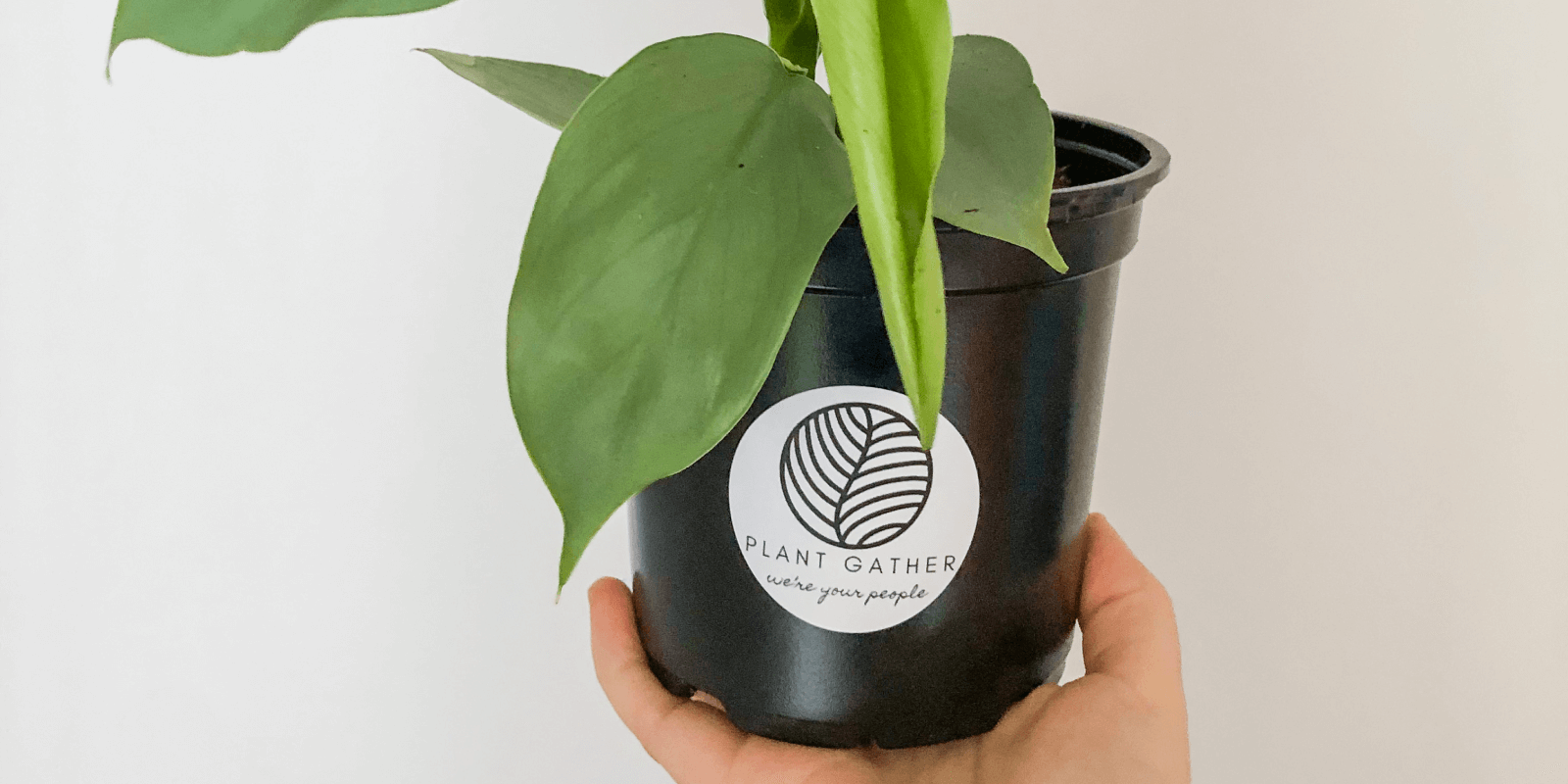 Une main qui tient une petite plante en pot portant une étiquette « Plant Gather we’re your people ».