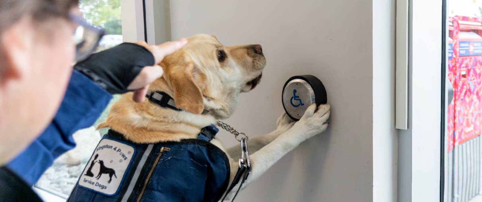 A service dog follows the direction of its handler and pushes a post office automatic door open button with its paws.