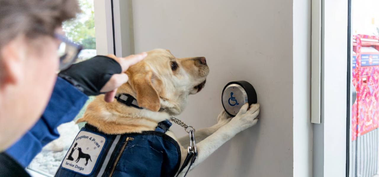 A service dog follows the direction of its handler and pushes a post office automatic door open button with its paws.