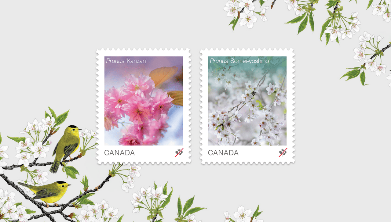 The 2 stamps of the 2026 Flowers series, featuring Prunus ‘Kanzan’ and Prunus ‘Somei yoshino’  cherry blossoms, with illustrated songbirds on flowering branches.