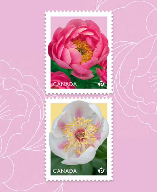 The 2025 Flower series features 2 peonies – 'Cytherea' and 'Marie-Victorin' – both of which were developed by Canadian-born horticulturists.