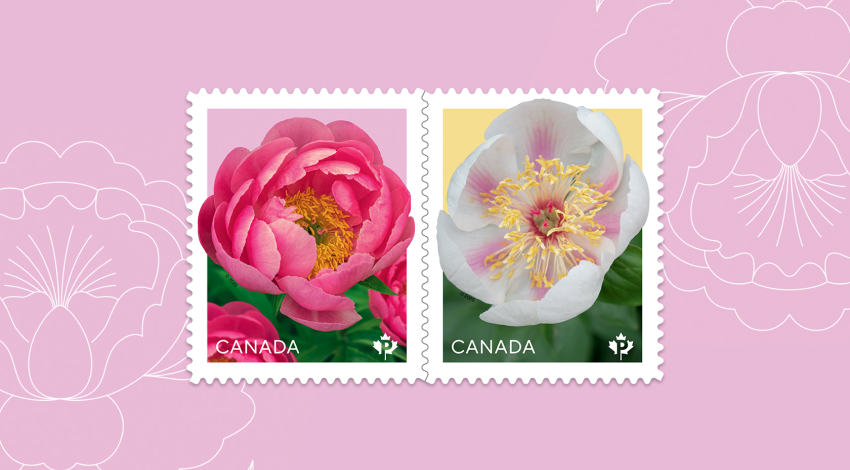The 2025 Flower series features 2 peonies – 'Cytherea' and 'Marie-Victorin' – both of which were developed by Canadian-born horticulturists.