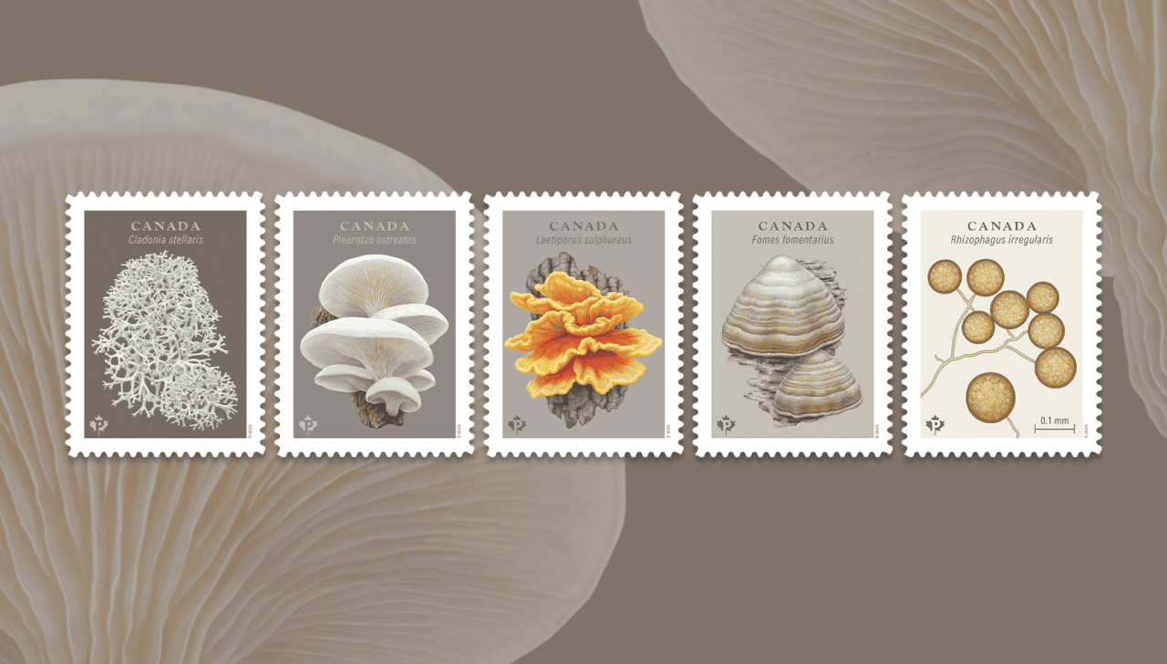 The five Fungi stamps feature beautiful illustrations of five different species of fungi found in Canada.  