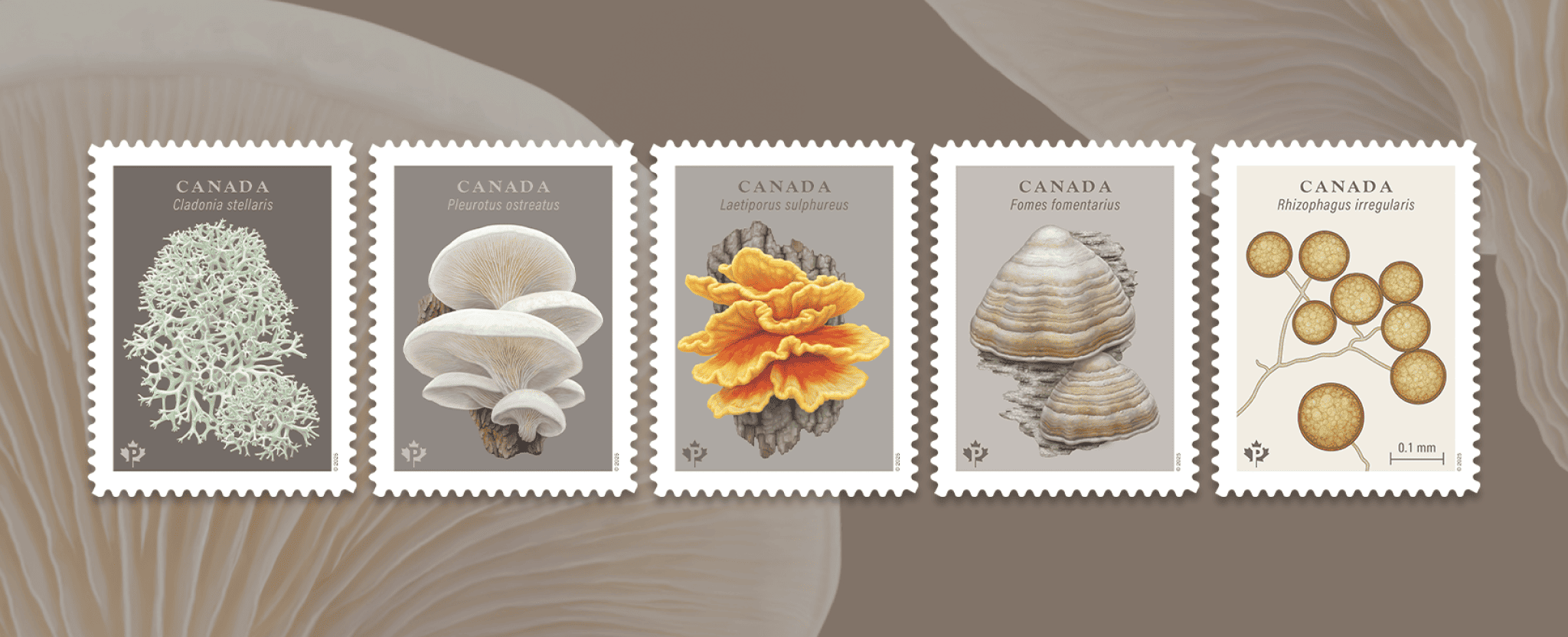 The five Fungi stamps feature beautiful illustrations of five different species of fungi found in Canada.  