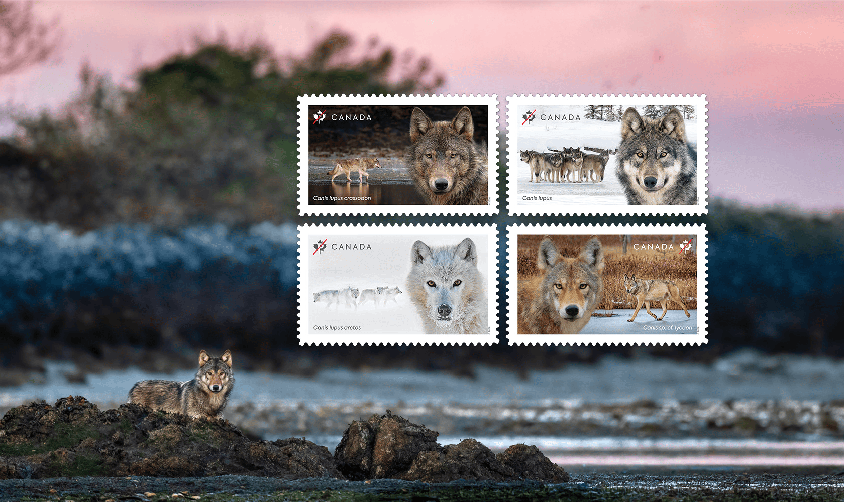Close-up portraits of 4 wolf species featured on new stamps, including grey, eastern, Arctic grey and coastal grey wolves in Canadian landscapes.