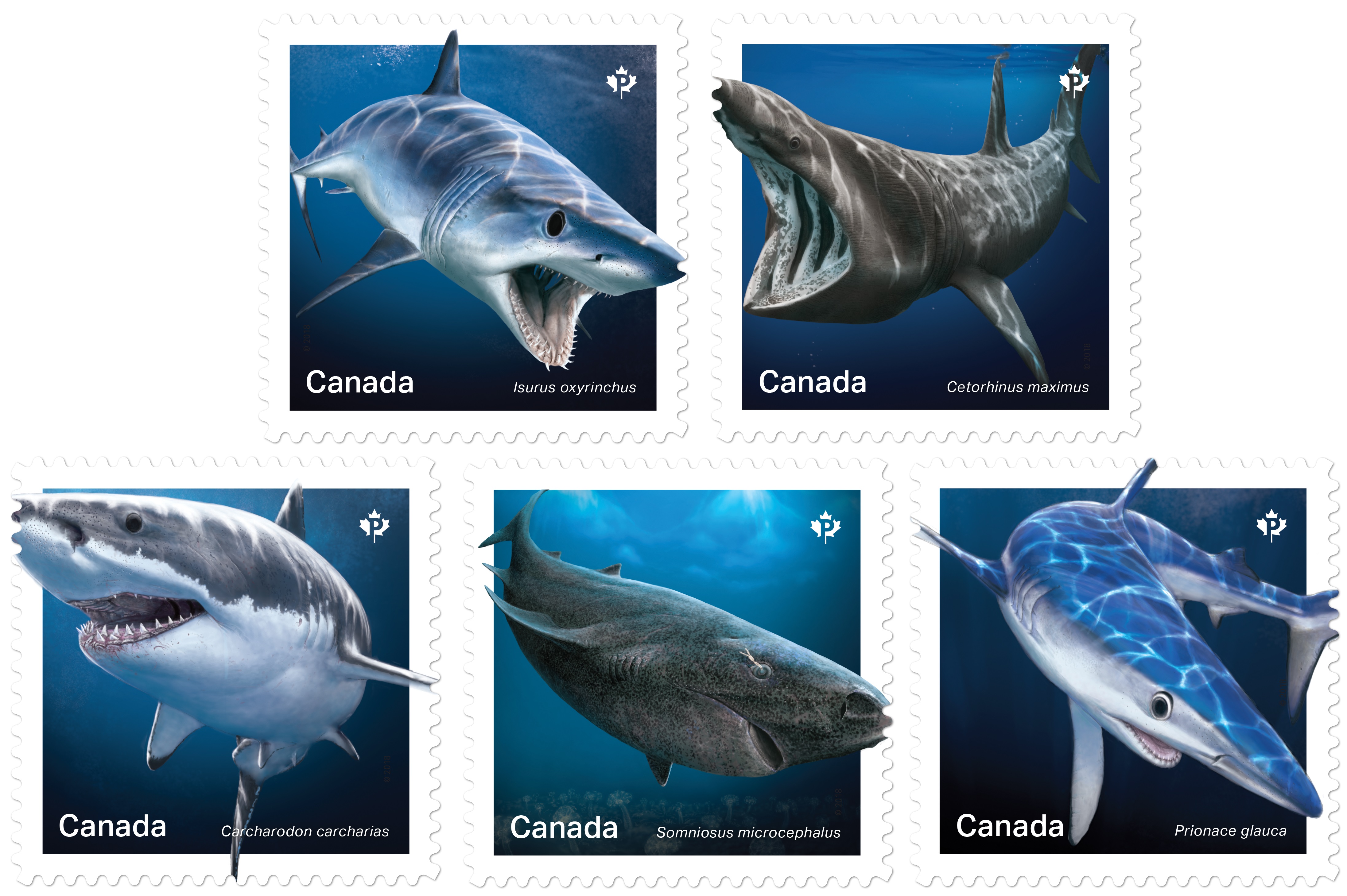 Stamps celebrate sharks in Canadian waters | Canada Post