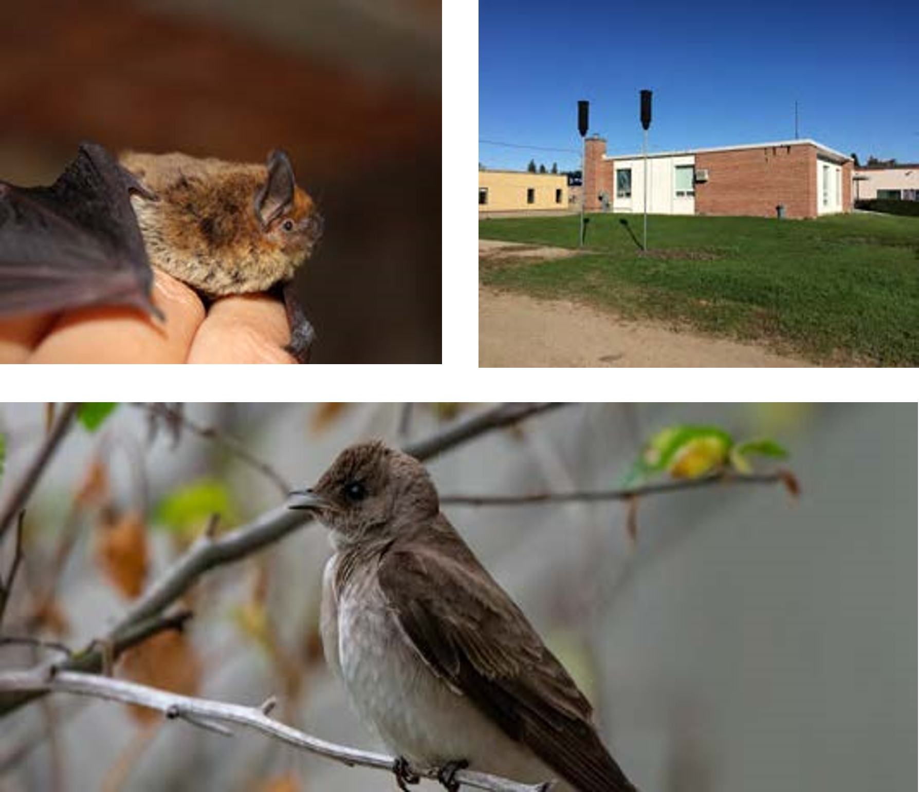 A collage of 3 images: a brown bat sits on a human hand, bat houses positioned outside a Canada Post office, and a Chimney swift bird sitting on a tree branch.