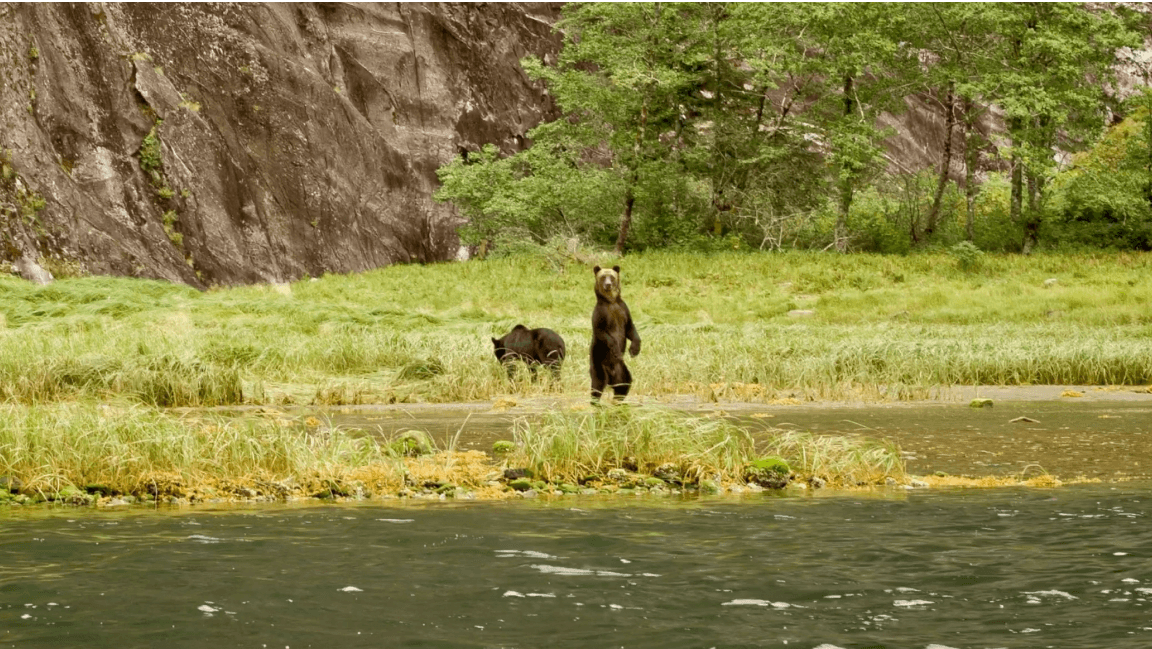 A spirit bear climbs a fallen log in a lush green rainforest.