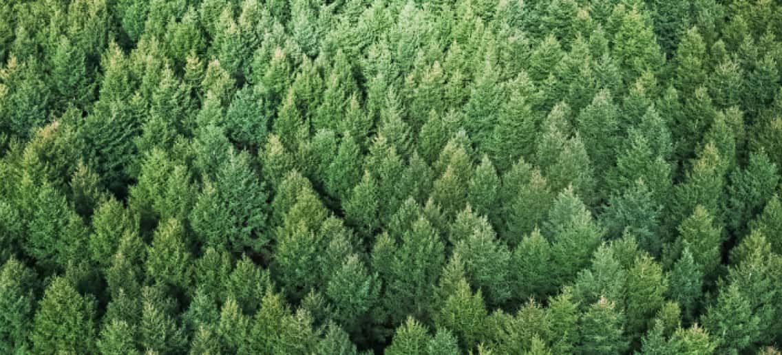 An aerial view of a forest.