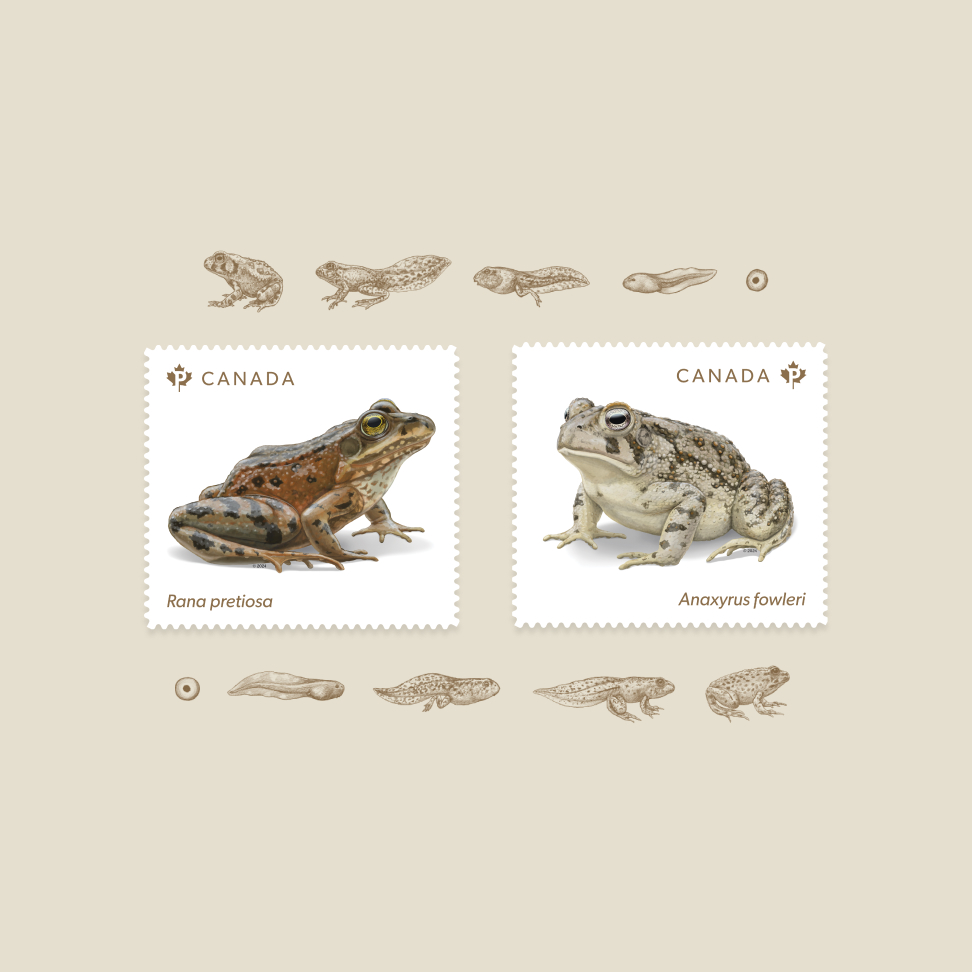 The 2 stamps of the “Endangered Frogs” issue feature illustrations of the Oregon spotted frog and Fowler’s toad.
