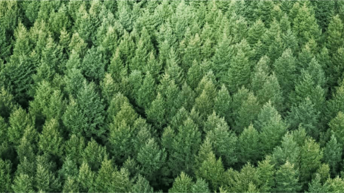 Aerial view of a dense green forest.
