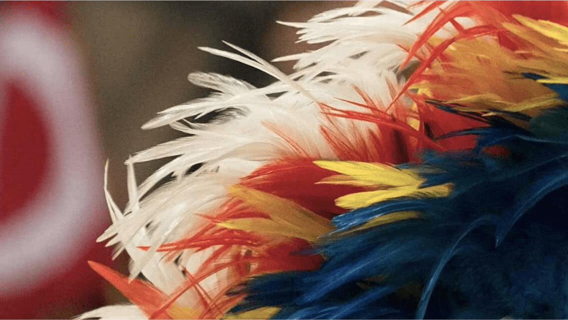 Close up of brightly coloured feathers on Indigenous ceremonial regalia.