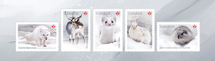 Snow Mammals