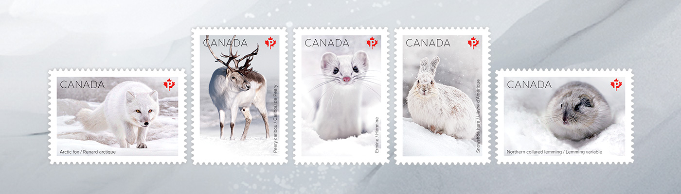 Snow Mammals