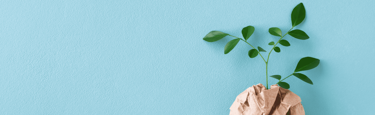 A green, leafy plant grows from a ball of crumpled paper, illustrating the idea of sustainability.