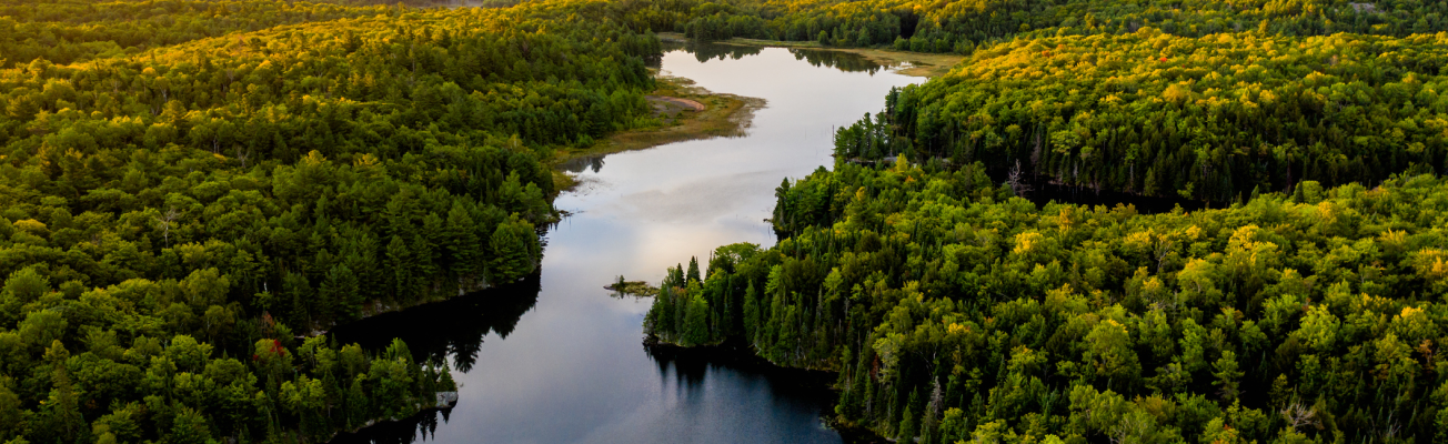 A calm, narrow lake is surrounded by a dense, lush, green forest.