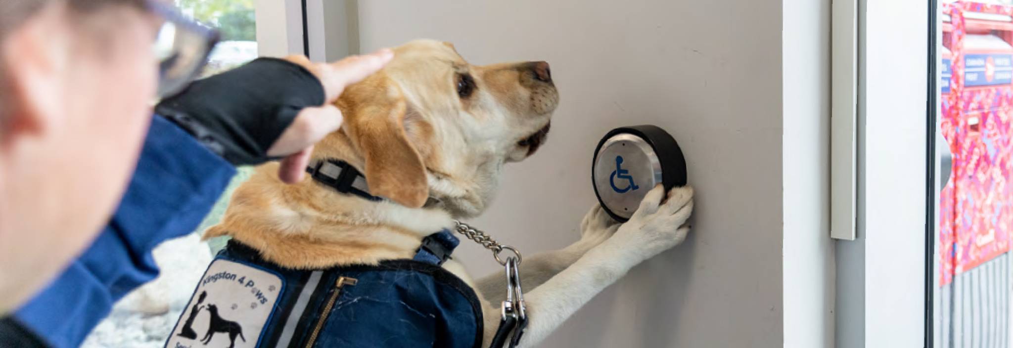 À la demande de sa maîtresse, un chien d’assistance appuie sur le bouton d’ouverture automatique de la porte d’un bureau de poste avec ses pattes.