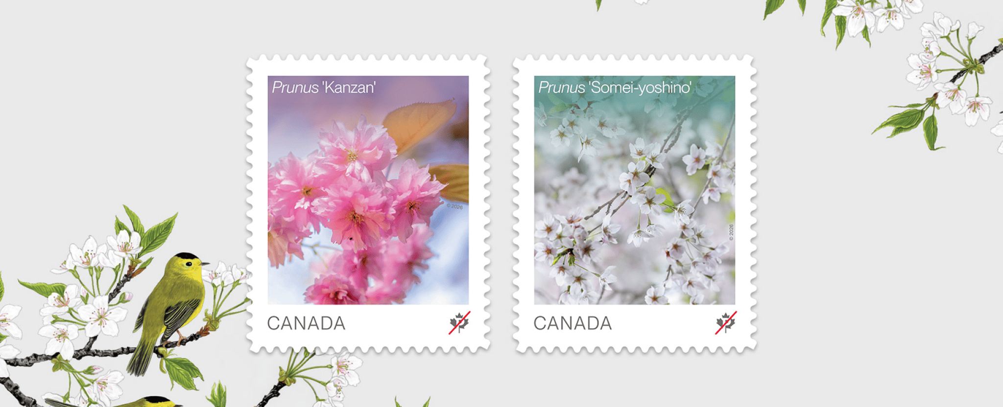 Les deux timbres floraux de 2026, présentant les fleurs de cerisier du Prunus 'Kanzan' et du Prunus 'Somei yoshino' et une illustration d’une paruline sur une branche fleurie.