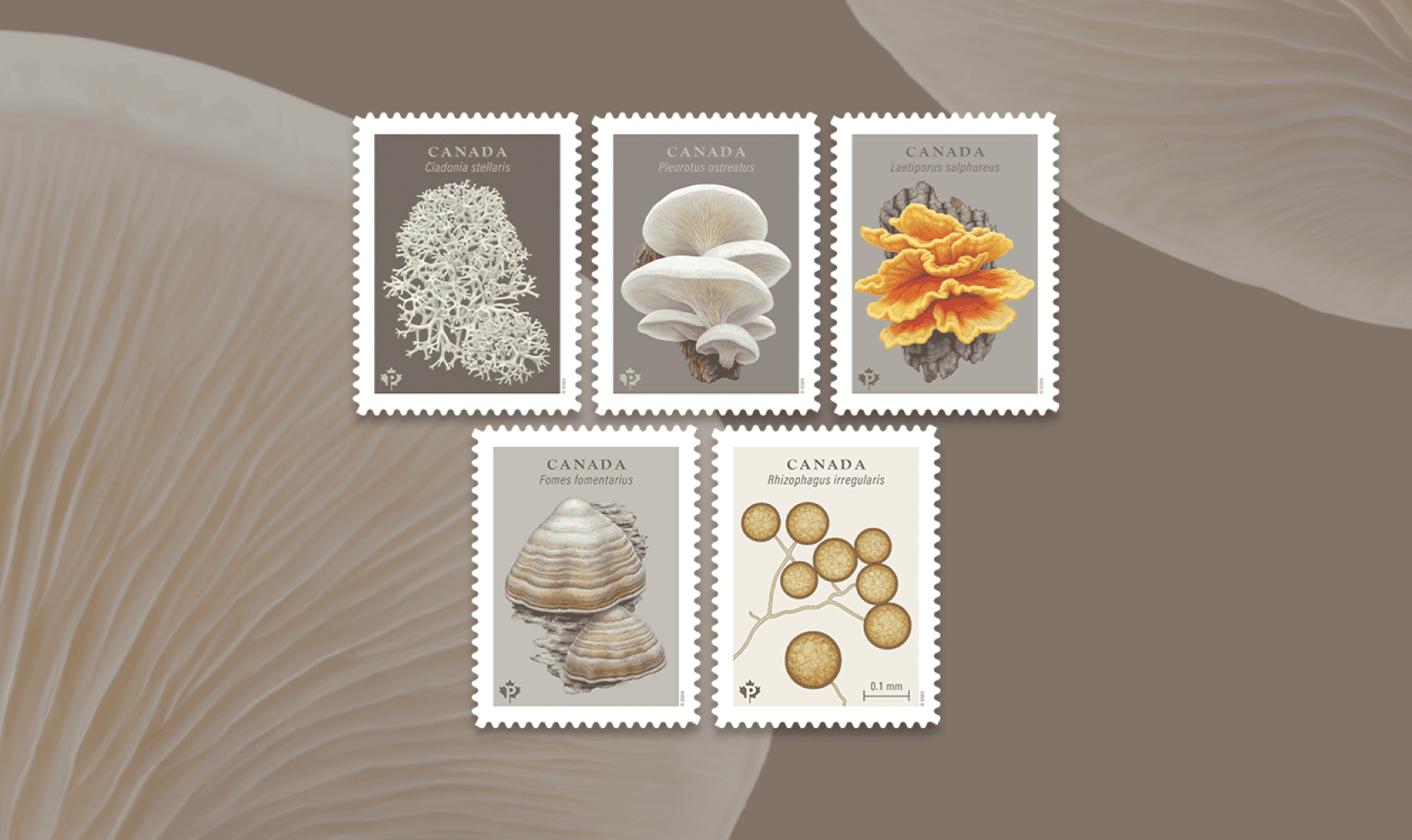 Les cinq timbres sur les champignons présentent de magnifiques illustrations de cinq espèces de champignons que l’on retrouve au Canada.