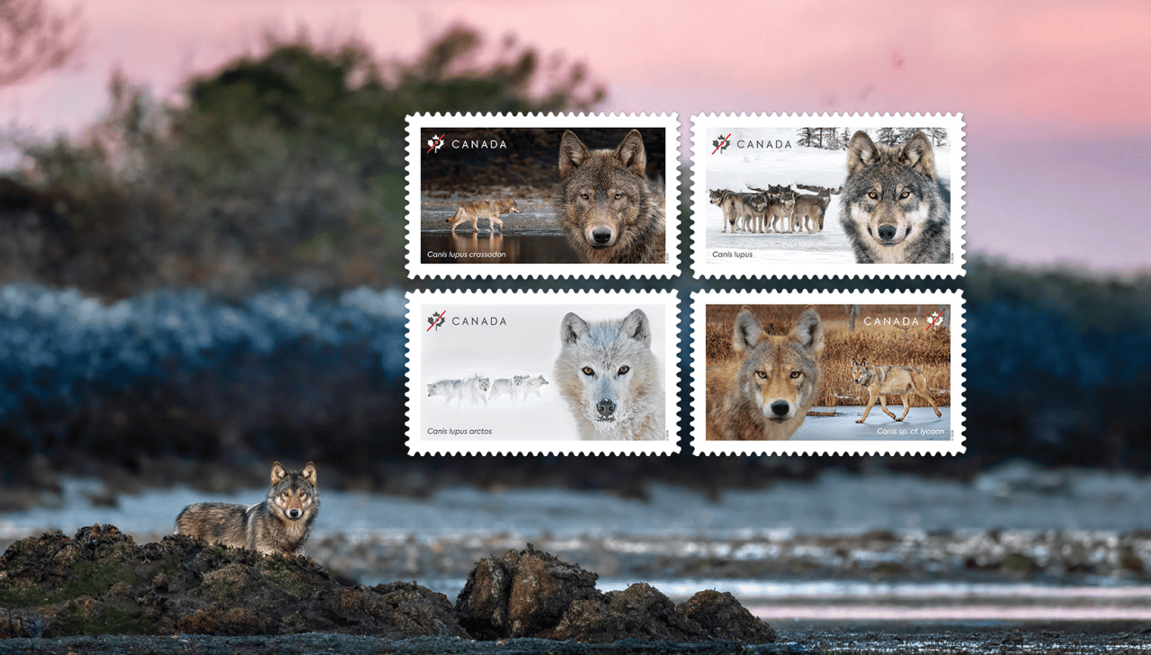 Portraits en gros plan des quatre espèces de loups figurant sur les nouveaux timbres : le loup gris, le loup de l’Est, le loup arctique et le loup côtier, photographiés dans des paysages canadiens.