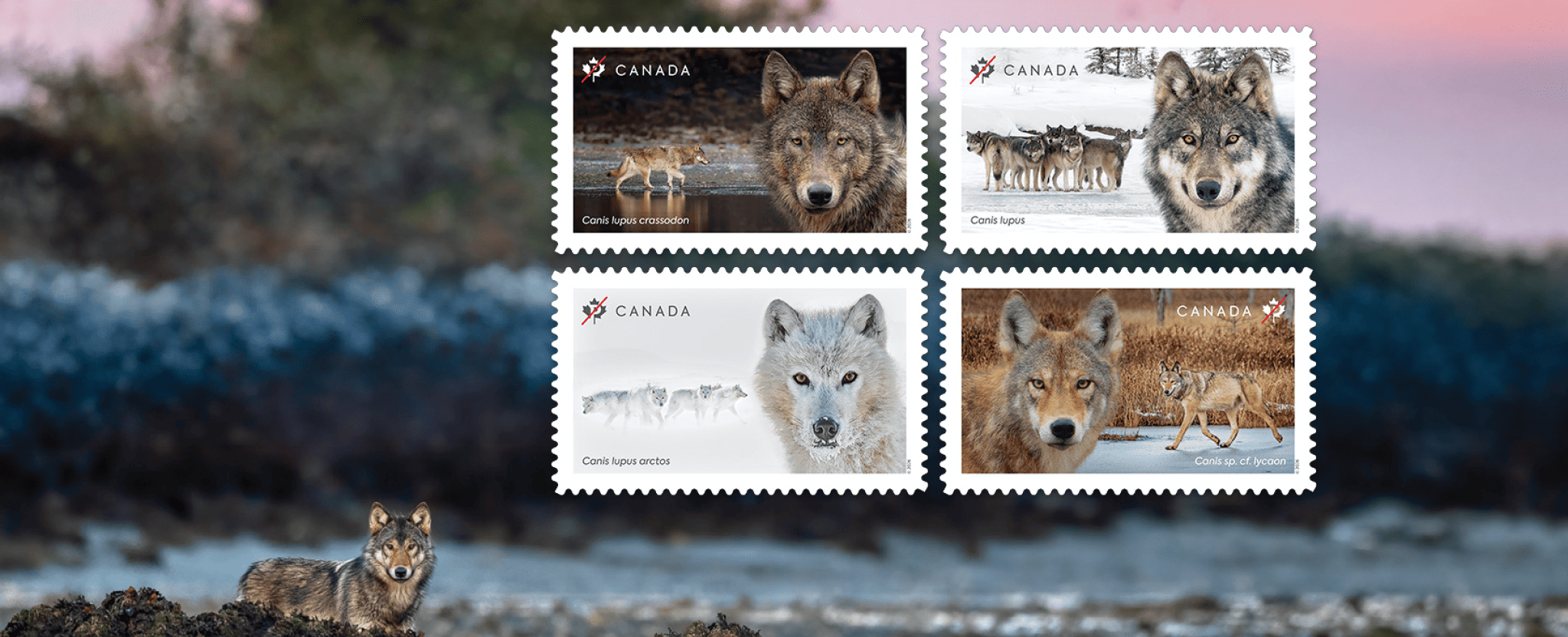Portraits en gros plan des quatre espèces de loups figurant sur les nouveaux timbres : le loup gris, le loup de l’Est, le loup arctique et le loup côtier, photographiés dans des paysages canadiens.